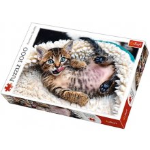 TREFL Puzzles 1000 elements Cheerful kitten