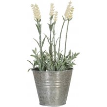 Home4you Lavendlid potis IN GARDEN, H25cm...