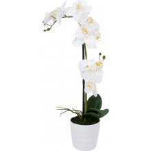 Home4you Valge orhidee 2 oksaga IN GARDEN...