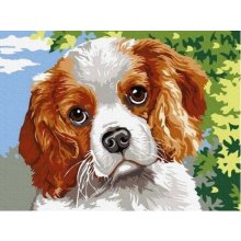 Norimpex Image Painting by numbers - Sad dog