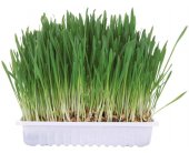 TRIXIE Supplement for rodents - grass 100g...