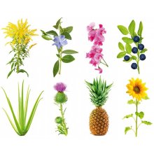 Click & Grow Smart Garden refill Grow...