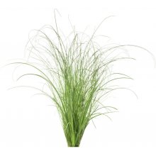 Click & Grow Smart Refill Ornamental Grass...