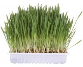 TRIXIE Cat Grass, 100g