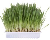 TRIXIE kassimuru karbis - 100g