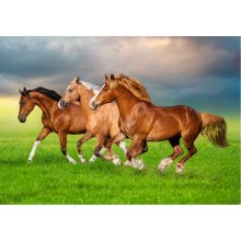 Castor Puzzle 500 pieces Horses in Spring...