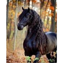 Norimpex Diamond mosaic - Black Horse