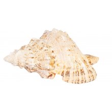 Home4you Decoration IN HOME 18xH10cm, shell