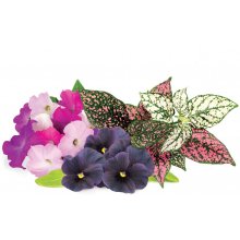 Click & Grow Plant Pod Vibrant Flower Mix...
