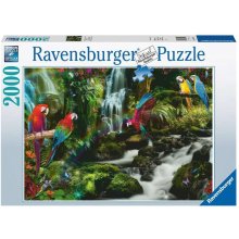 Ravensburger Puzzle 2000 elements: Jungle...
