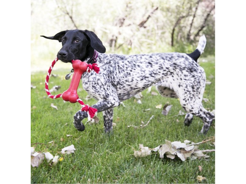 Kong goodie 2024 bone with rope